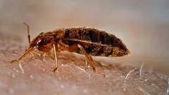 Vad är vägglöss rädda för? Forskare avslöjade deras största skräck