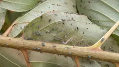 Inte ett spår av bladlöss kvar: skriv upp receptet på den här såplösningen för besprutning