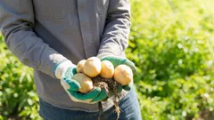 Vilken potatissort passar bäst till potatismos – aromatisk, mjölig och mycket mjuk vid kokning?