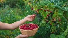 Hallon kommer att överraska dig positivt med bärens mängd och smak: kom ihåg dessa effektiva vårgödslingar