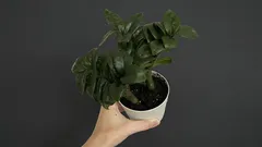 Vattna din zamioculcas enbart på följande sätt: bladen förblir släta, glänsande och frodigt gröna året om