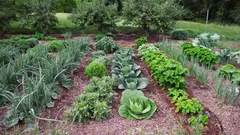 Kasta aldrig gamla strumpor igen – de kommer till nytta i trädgården och i kökslandet