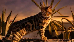 Fäller inte, luktar inte och blir sällan sjuka: 3 kattraser för dig som värdesätter renlighet och lugn