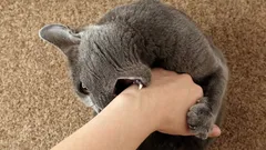 Vad förklarar att vissa katter gillar att bli klappade medan andra undviker det?