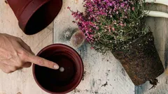 Varför hålet i krukans botten är viktigare för krukväxter än många tror