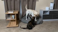 Varför vill katter alltid bråka med hundar?