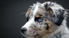 Vilken hundras är lättast att träna och passar familjer?