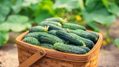 Vad bör man absolut plantera bredvid gurkorna för att skydda dem mot värme och skadedjur?